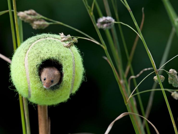 A doormouse pokes its head out from a tennis ball, in a wild flower meadow