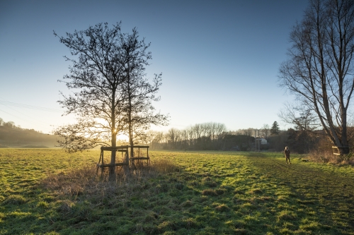 The sun sets over a field, through the leaves of two trees, protected by fences - a woman walks in the field.